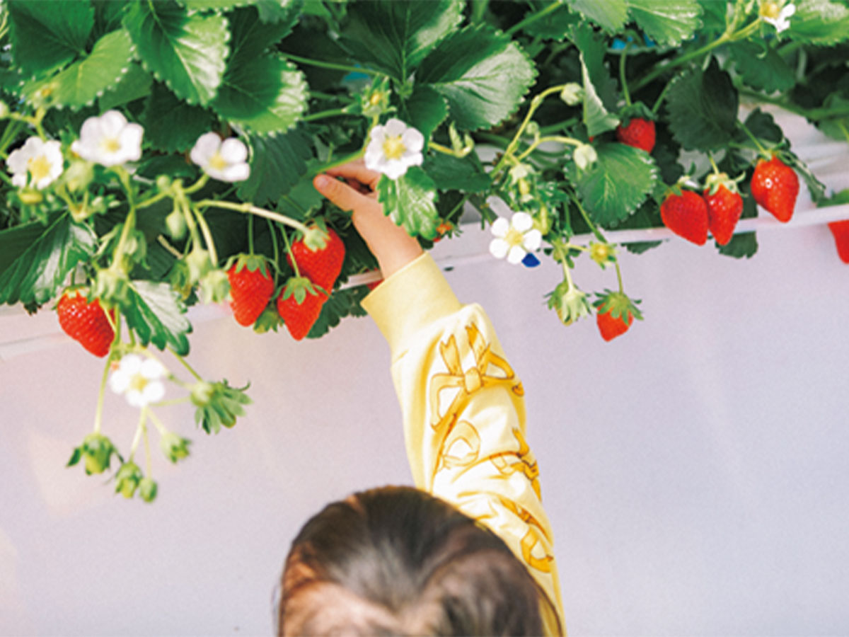 いちご狩りもできる