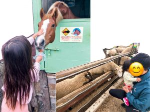 マザー牧場で馬に餌をあげるシェリーさんの娘と娘さんを抱っこするパートナー