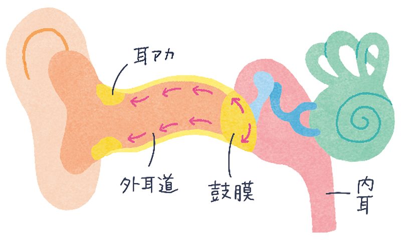耳の内部の図解イラスト