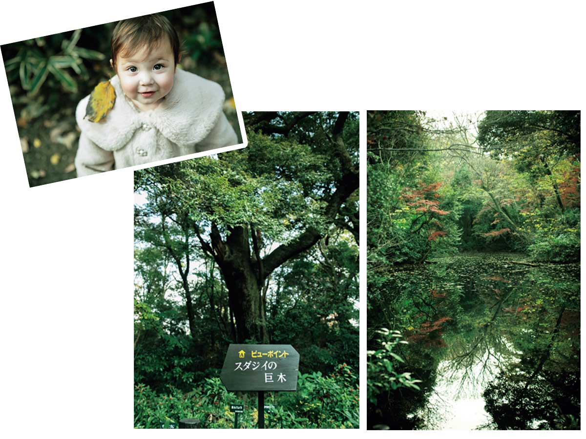 国立科学博物館附属自然教育園の中