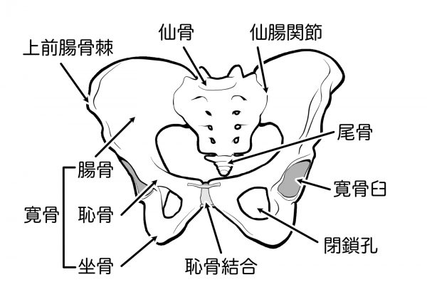 骨盤周りの骨の名前