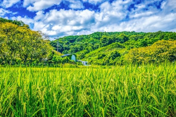 田舎の風景