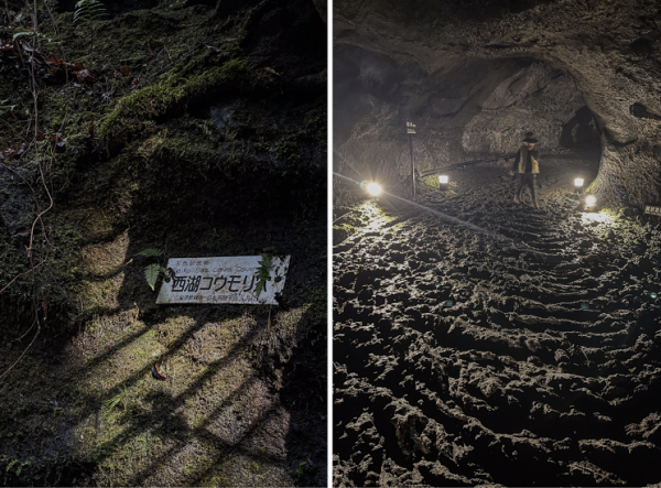 入り口から洞穴までは、樹海の遊歩道を抜けていく。　中は広く、ライトアップされて幻想的な光景が広がる。 