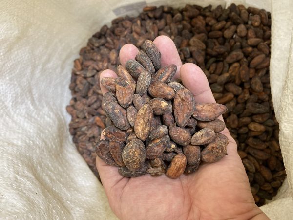 パティスリー「RAU」で使用するコスタリカのカカオ豆