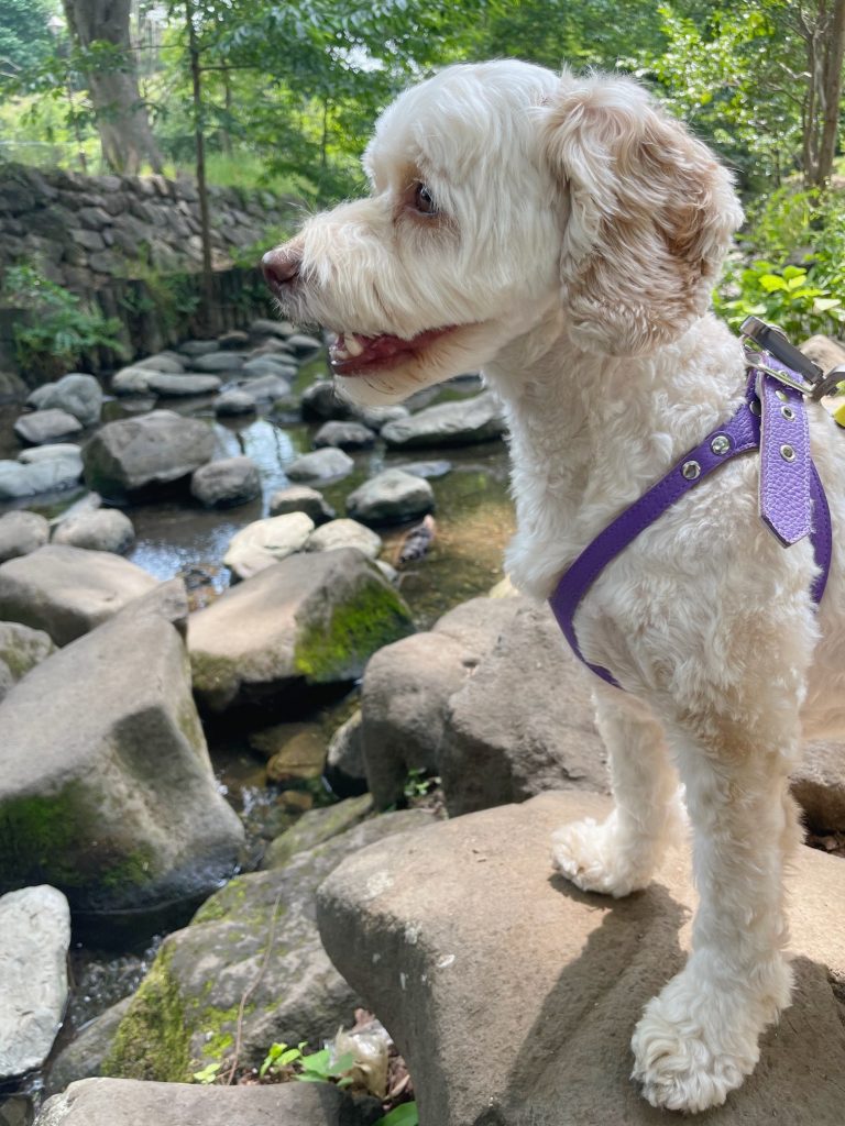 朝活を始めた理由は、“愛犬のお