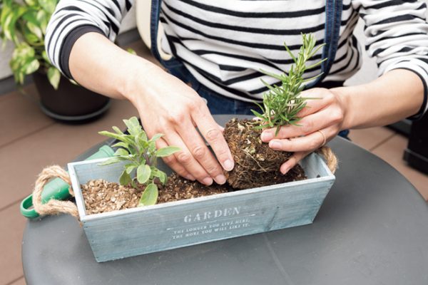 女性が、ハーブの苗を植えているシーン。