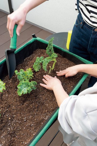 カーリーケールの苗を植えた後、シャベルで固めているシーン。