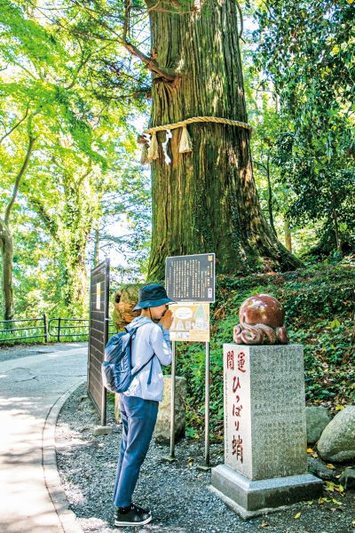 高尾山　ひっぱりだこ