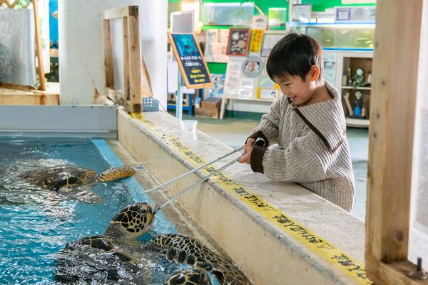 カメえさやり