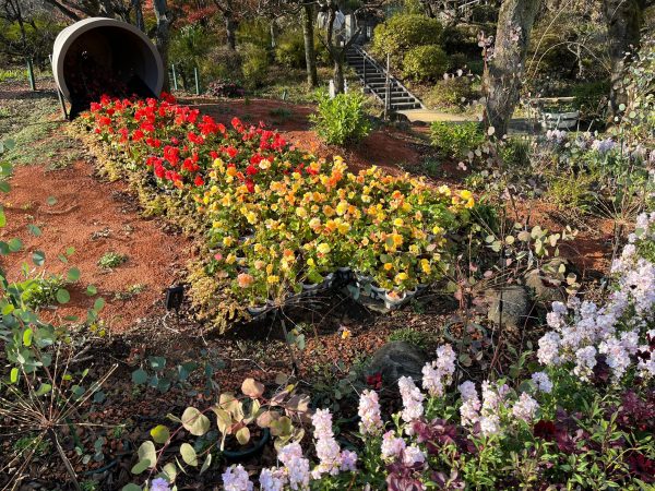 庭に赤や黄色のお花が植えられています。