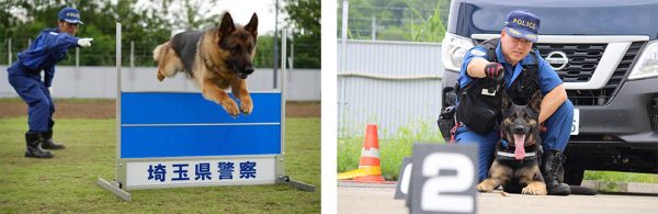 警察犬による訓練実演