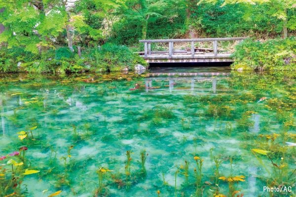 岐阜のモネの池AC