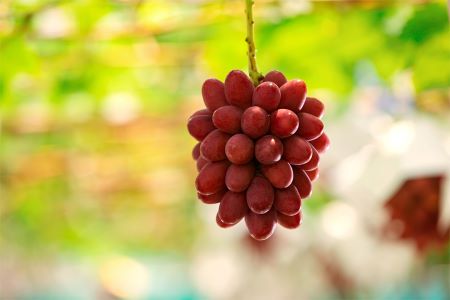島根県特産のブドウ品種「神紅」の果実の写真