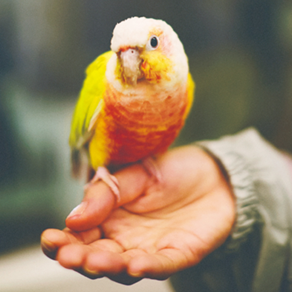 鳴き声と鳥たちが飛び交う様子に