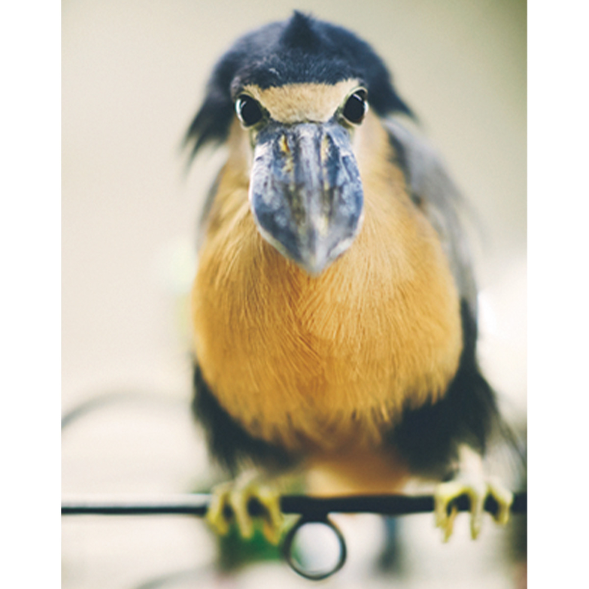 鳴き声と鳥たちが飛び交う様子に